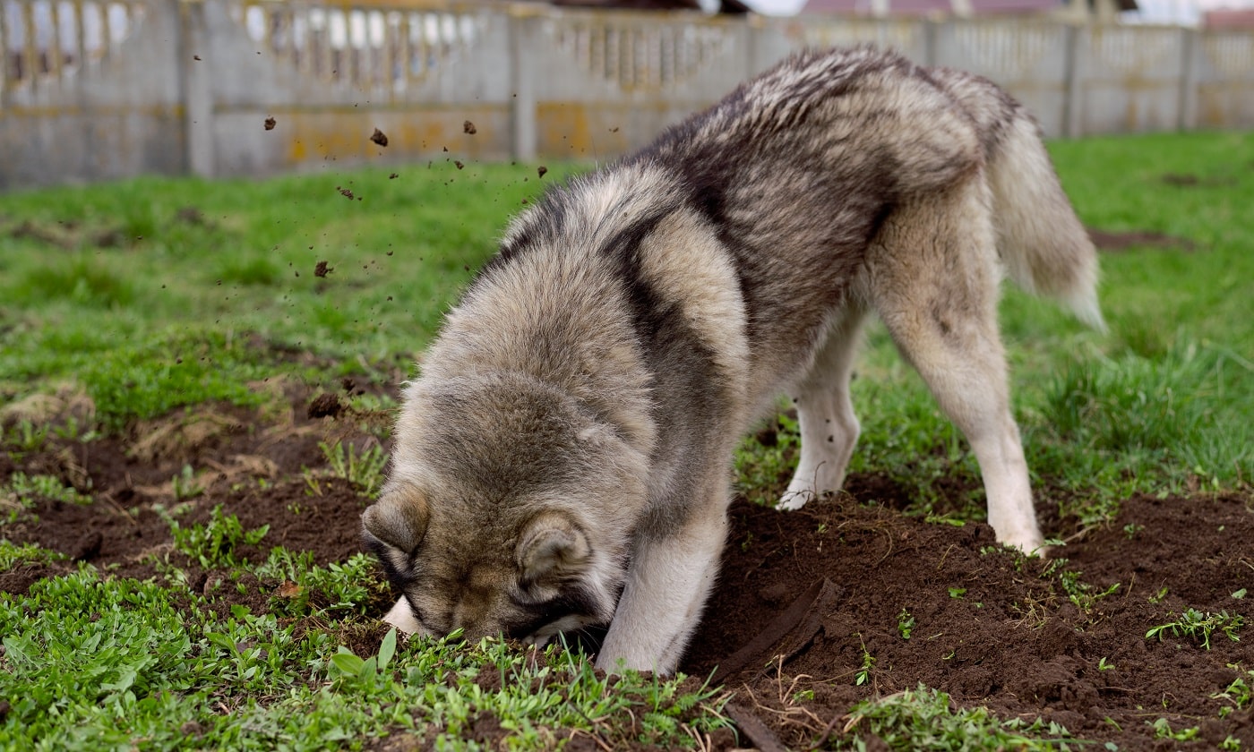 The husky dog digs a hole in the ground.