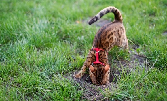 Bengal cat digs a hole in the lawn, walking with a cat on a harness