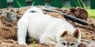 a small West Siberian husky puppy digs a hole in the sand. cute pet playing in the street.