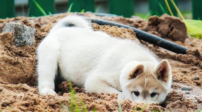 a small West Siberian husky puppy digs a hole in the sand. cute pet playing in the street.