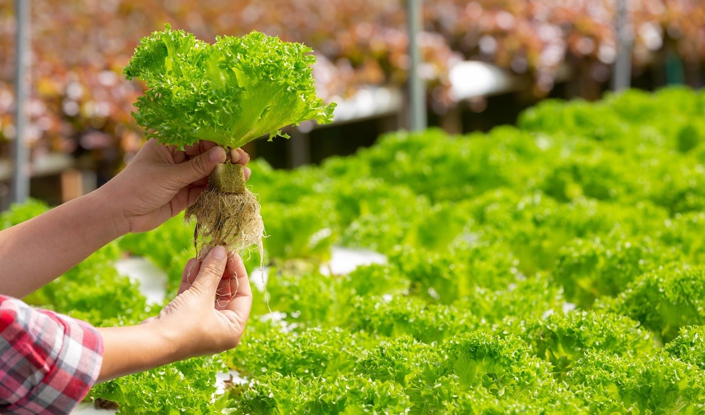 What Is Rockwool Rockwool Cubes Using Rockwool In Hydroponics 