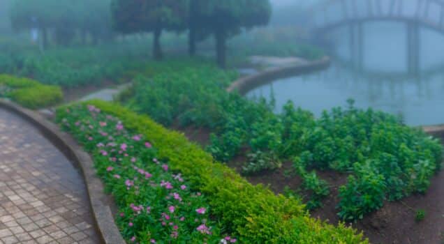 Landscape misty panorama , photographer taking pictures of foggy garden