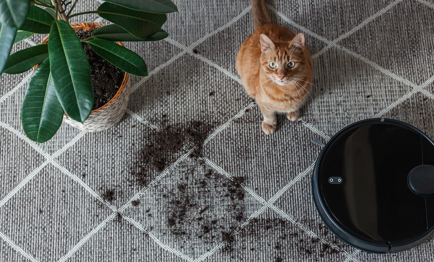 Robot vacuum cleaner cleaning dirty carpet and cat at home next to plant