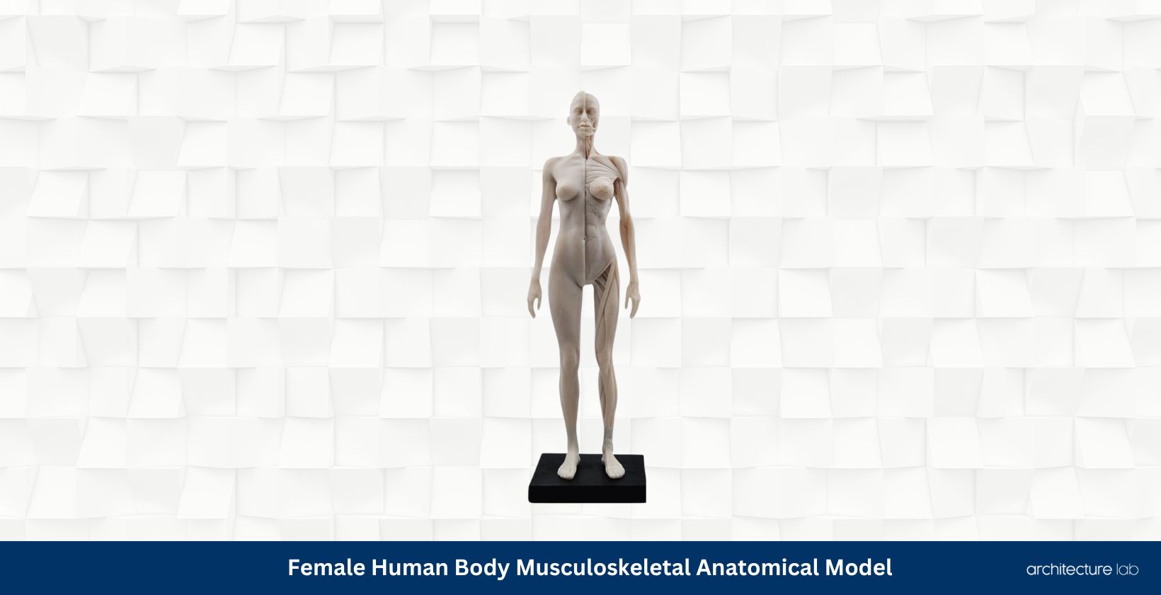 Female human body