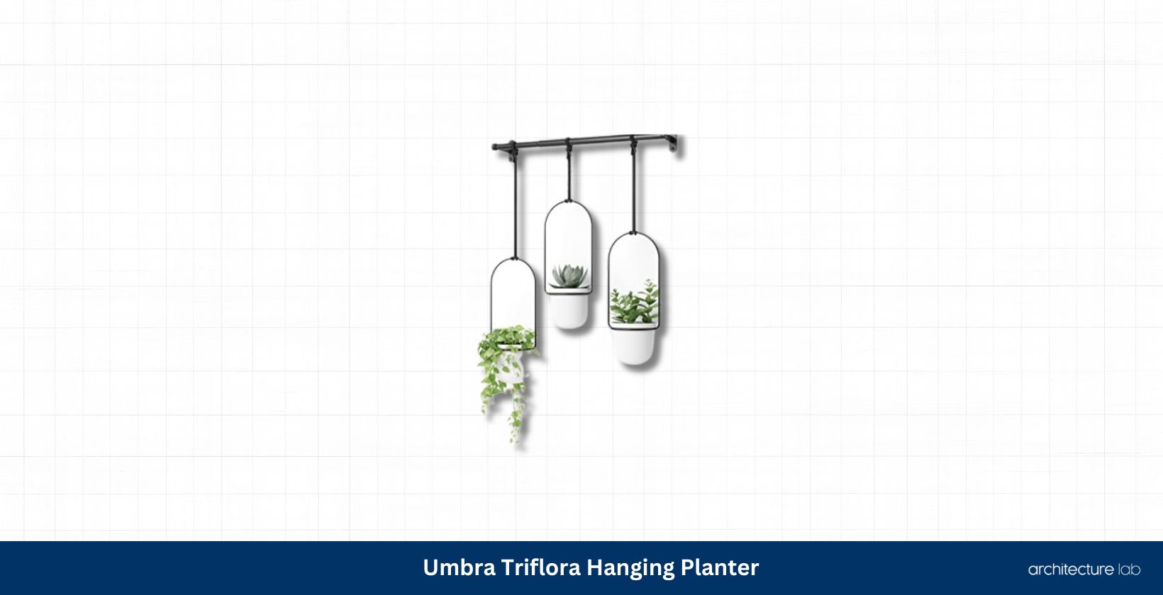 Umbra triflora hanging planter