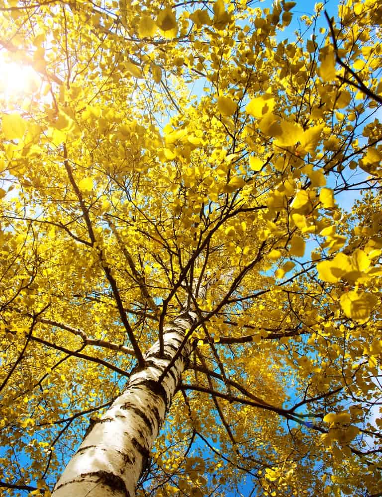 Yellow birch