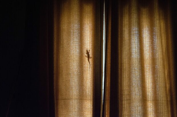 Sil،uette of a lizard in a closed curtain
