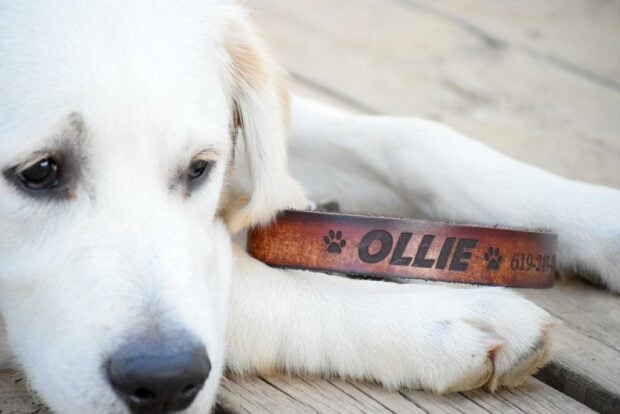 Dog beside a dog collar
