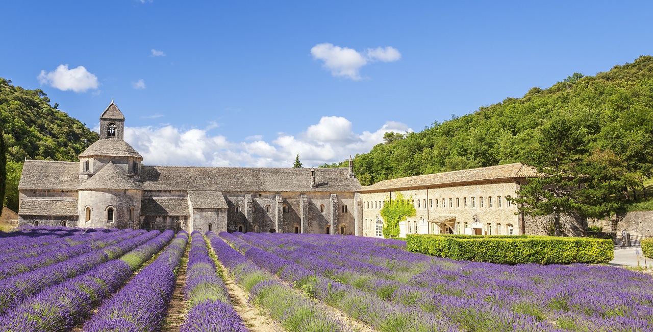 Abbey of senanque and blooming rows lavender flowers. Panoramic view. Provençal architecture.