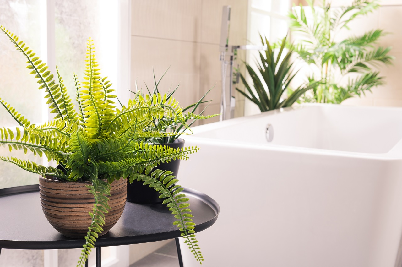 The beautiful plants next to the bathtub in the bathroom. Bathroom plants conclusion