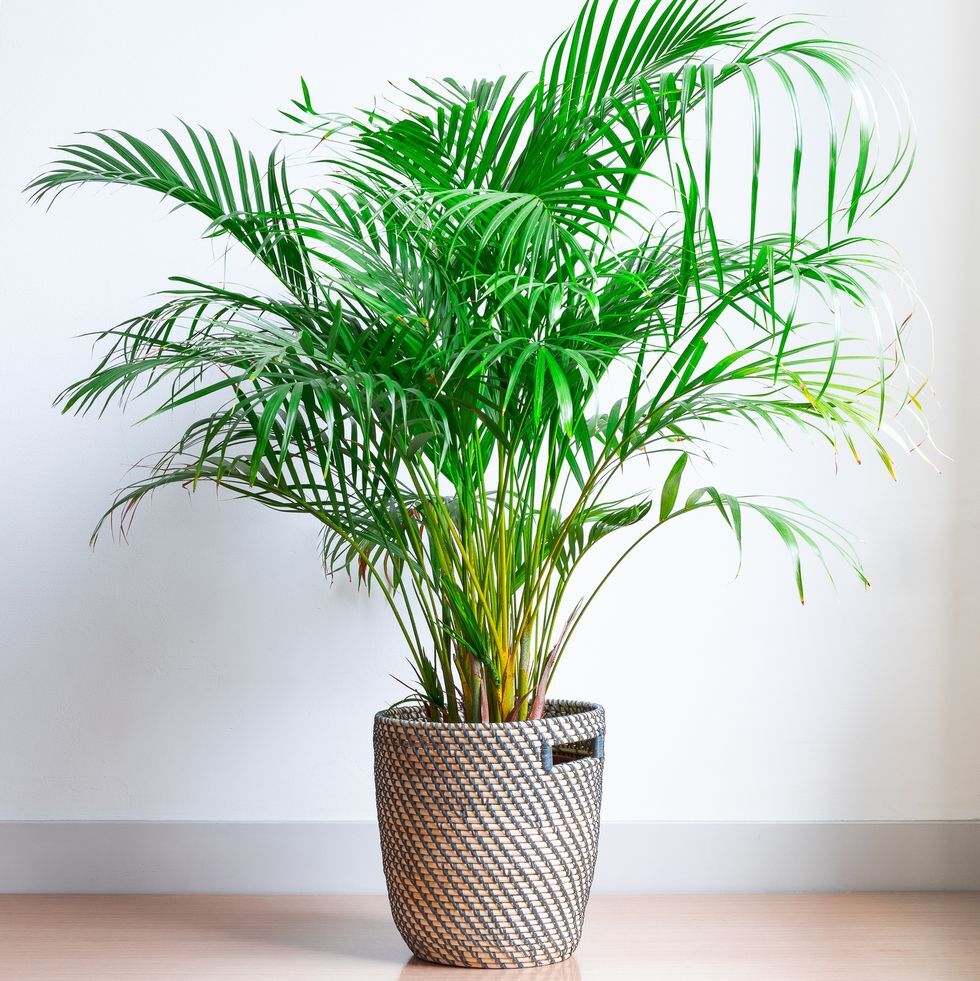 Majesty palm or parlor palm (chamaedorea elegans)