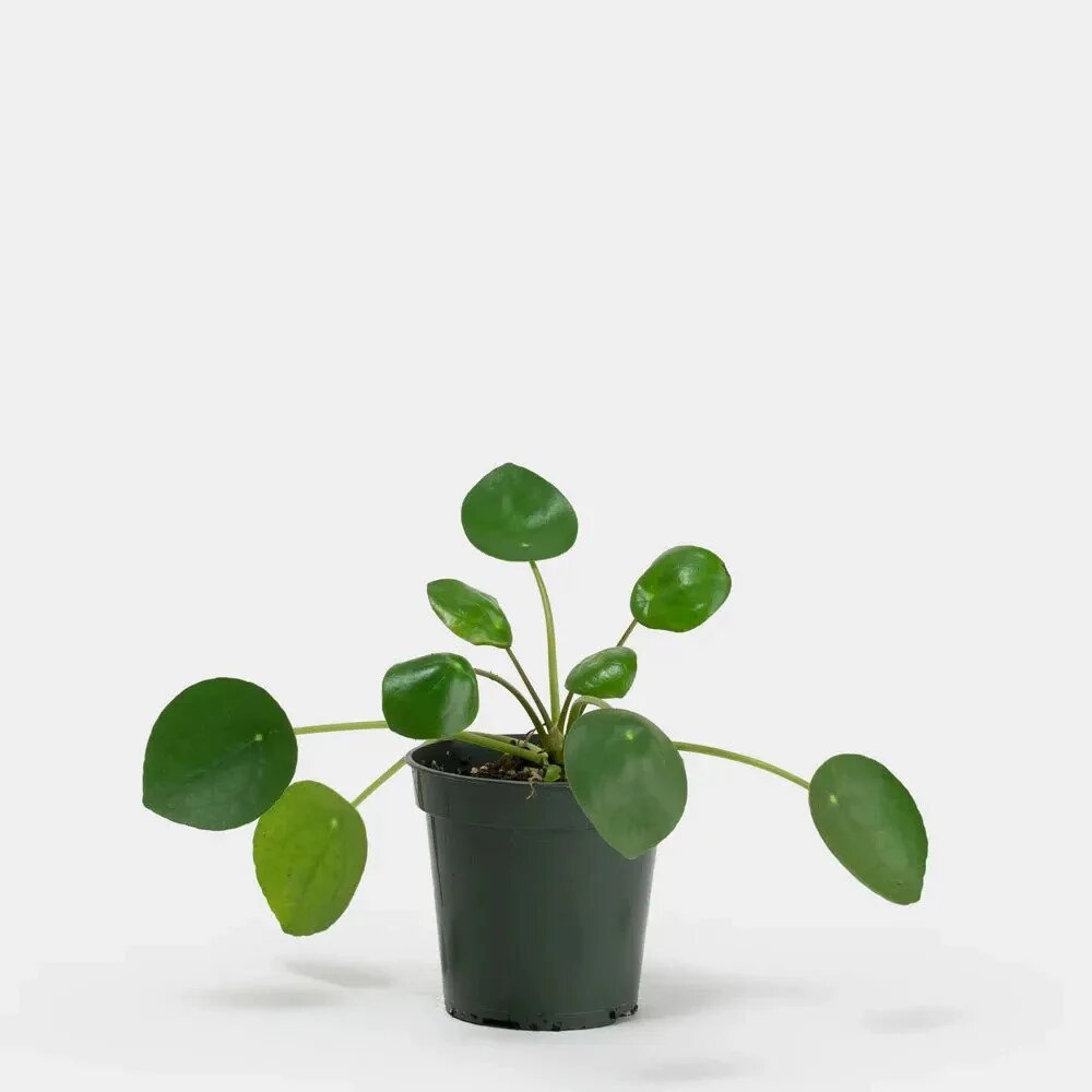 Pilea plant (pilea peperomioides)