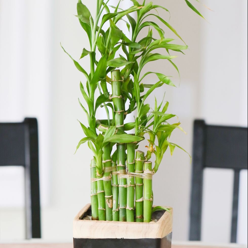 Bamboo (bambusa)