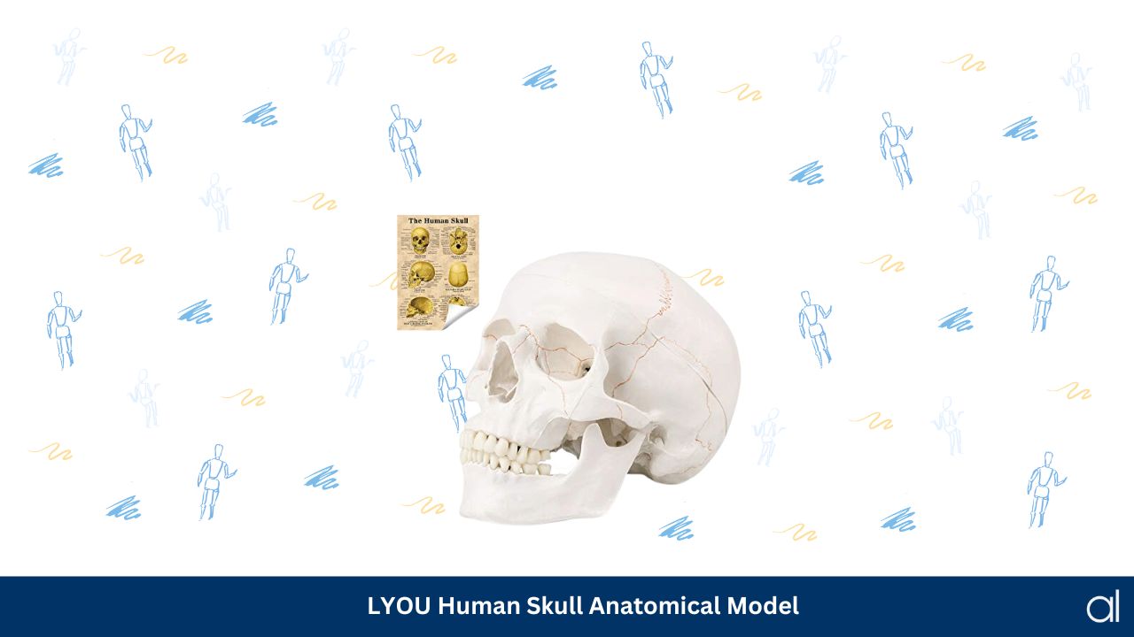 Lyou human skull anatomical model