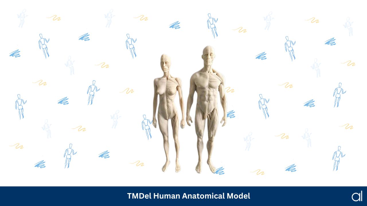 Tmdel human anatomical model