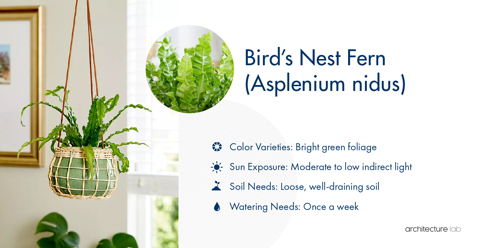 1. Bird's nest fern (asplenium nidus)