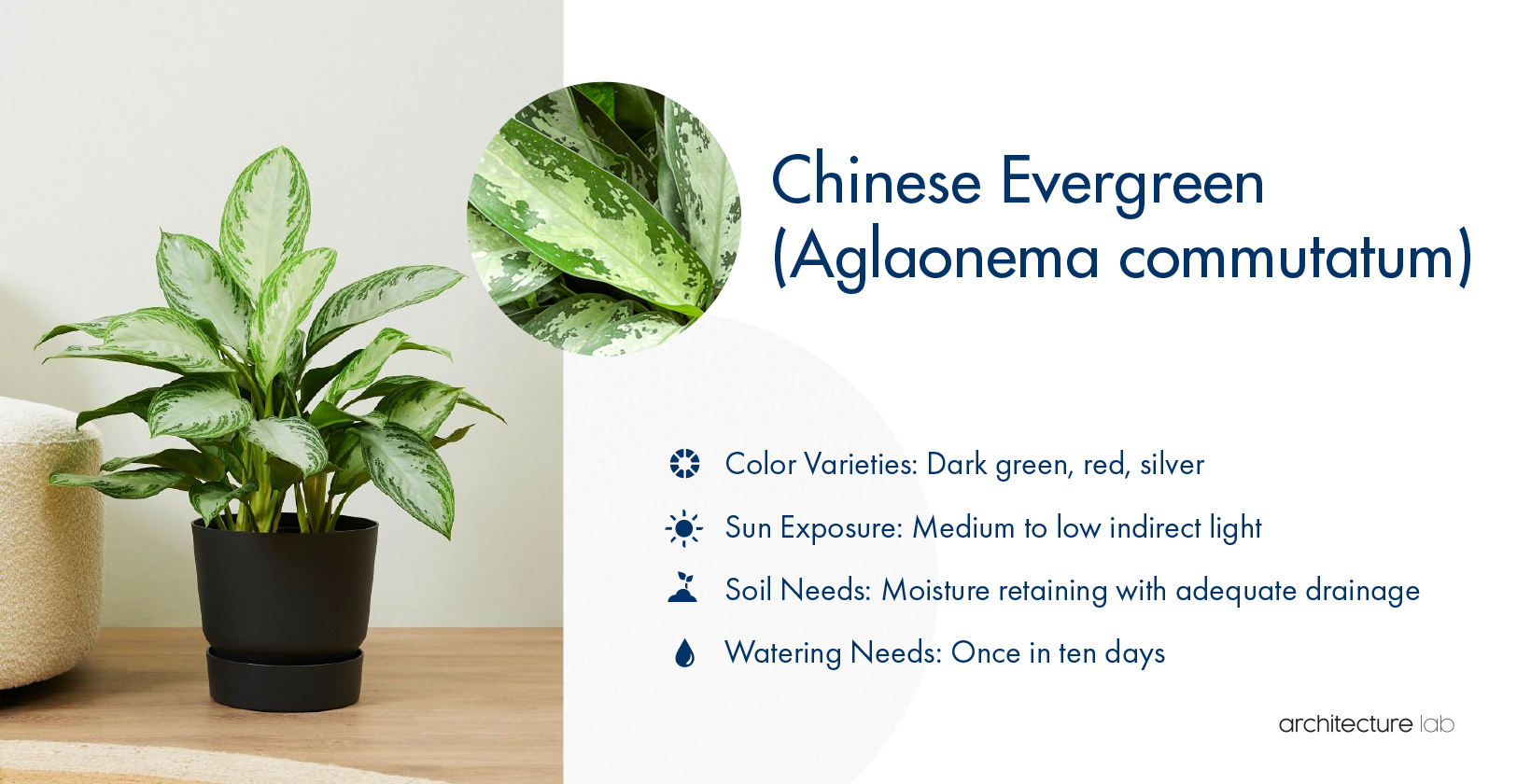 10. Chinese evergreen (aglaonema commutatum)