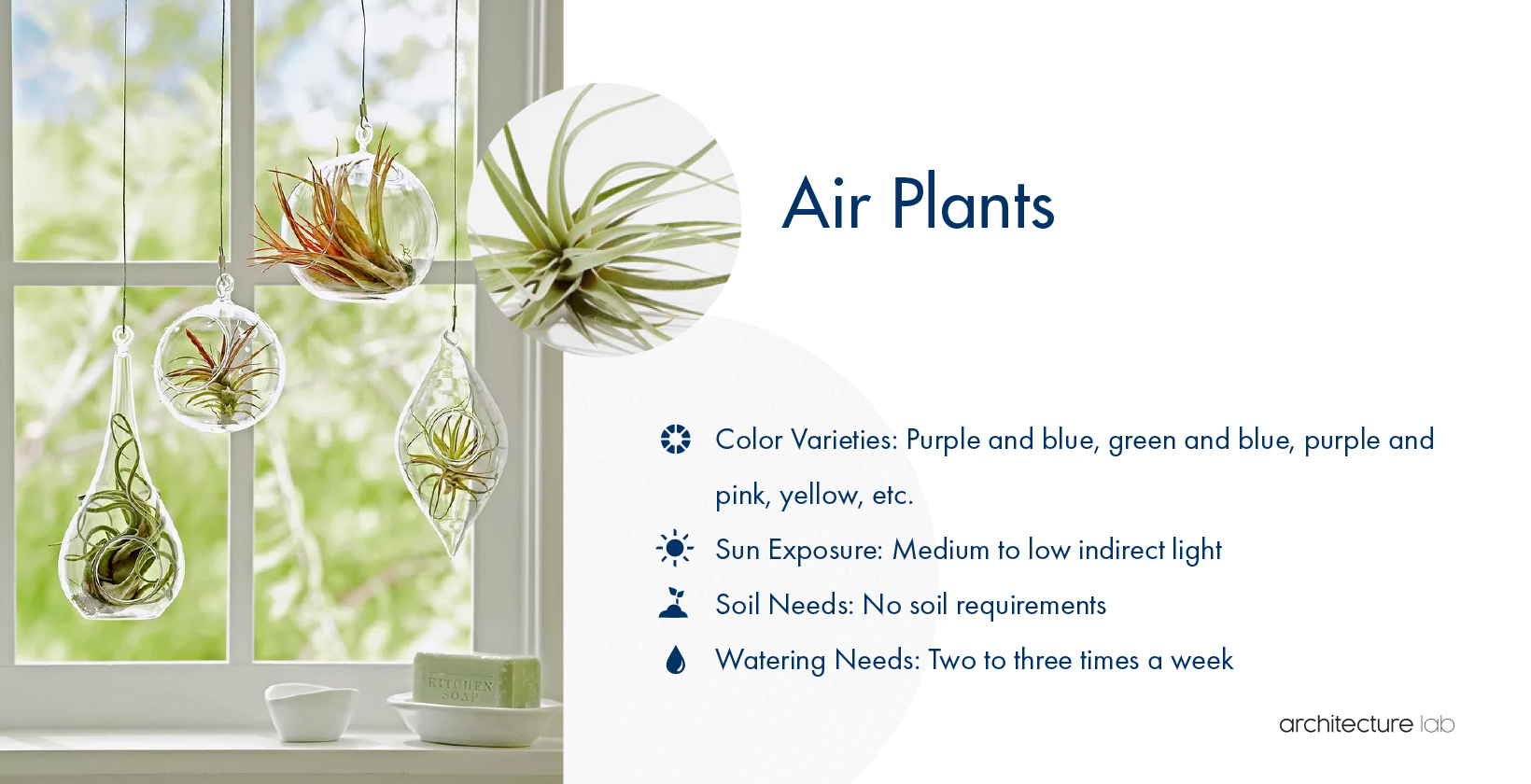 11. Air plants