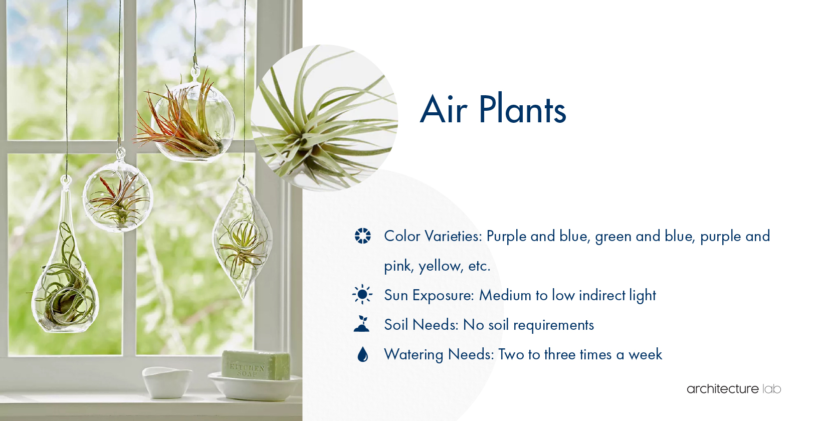 33 Best Bathroom Plants For Low Light And High Humidity