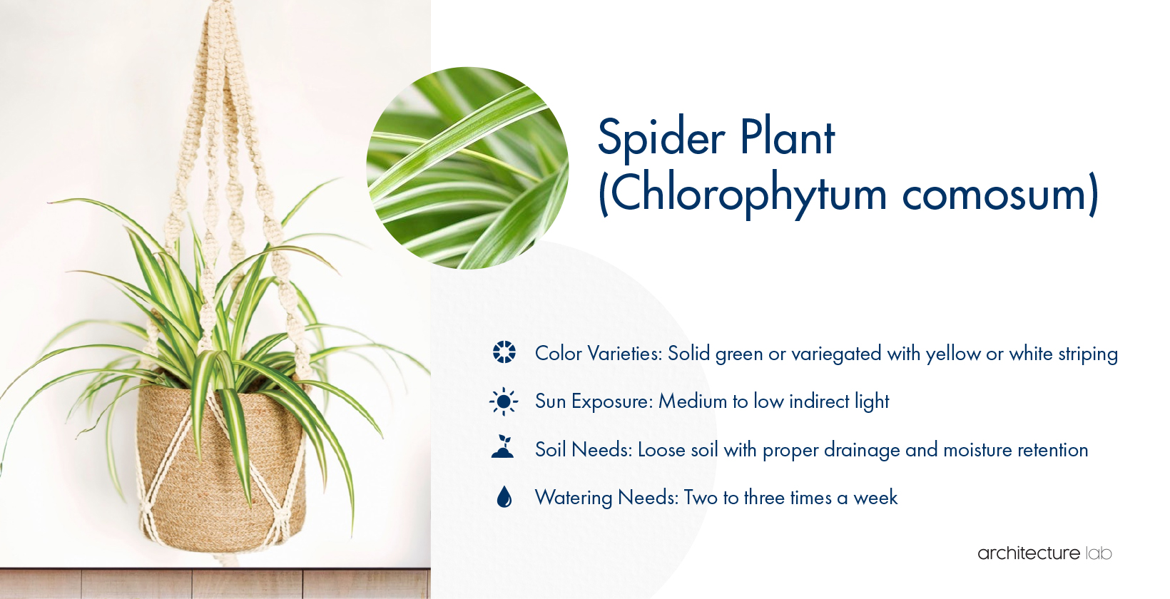 12. Spider plant (chlorophytum comosum)
