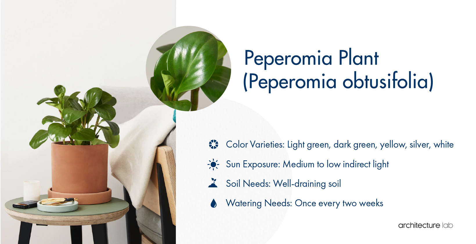 14. Peperomia plant (peperomia obtusifolia)