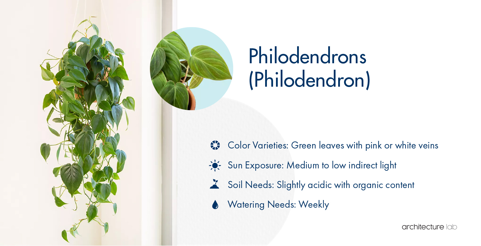 air purifying plants philodendron Philodendron Birkin Plant in 6 inch pot– Indoor Air Purifying Plant