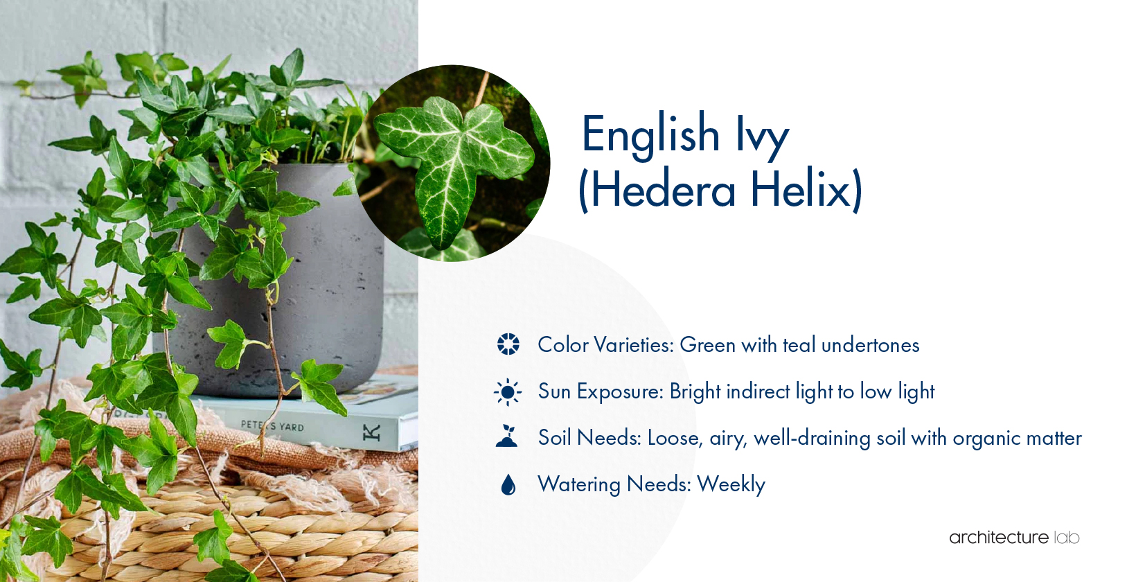 33 Best Bathroom Plants For Low Light And High Humidity 16. English ivy (hedera helix)