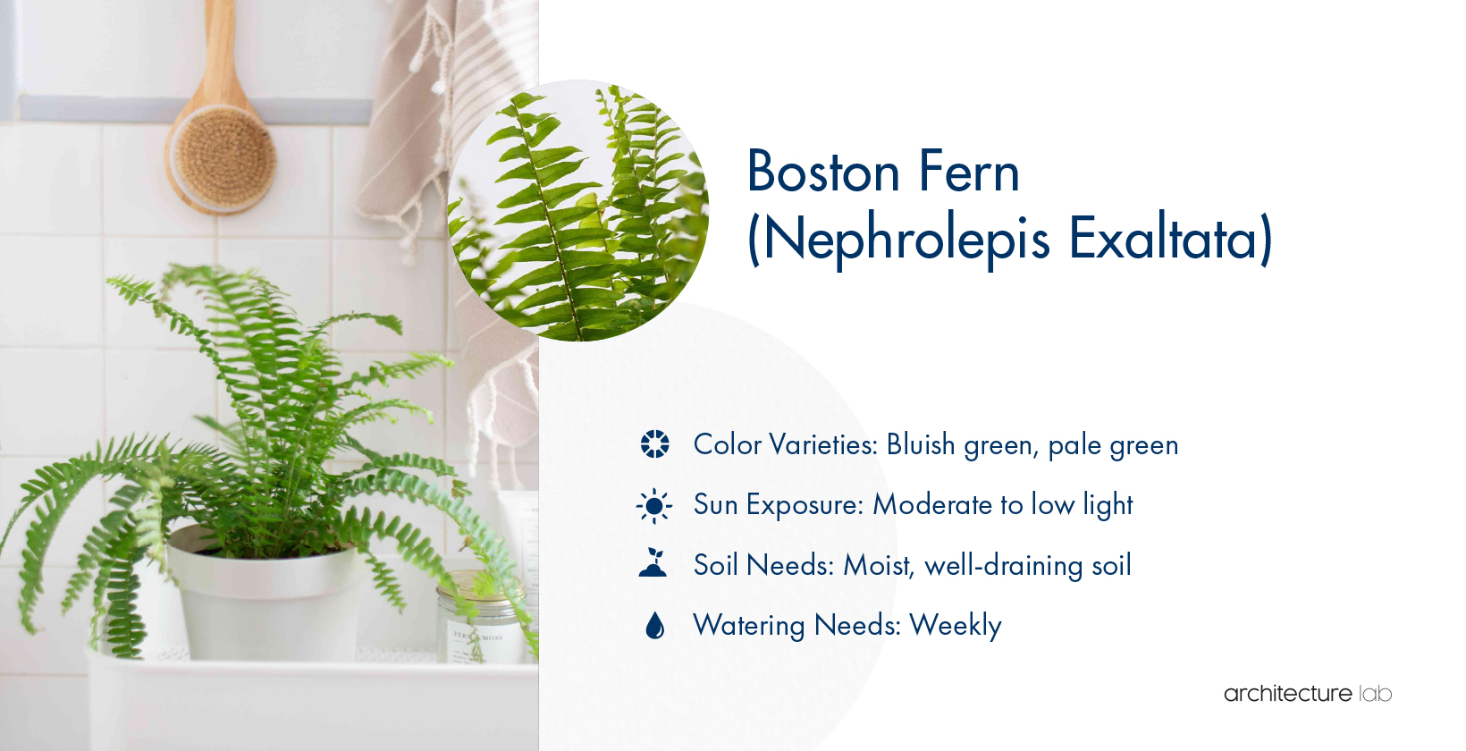 17. Boston fern (nephrolepis exaltata)