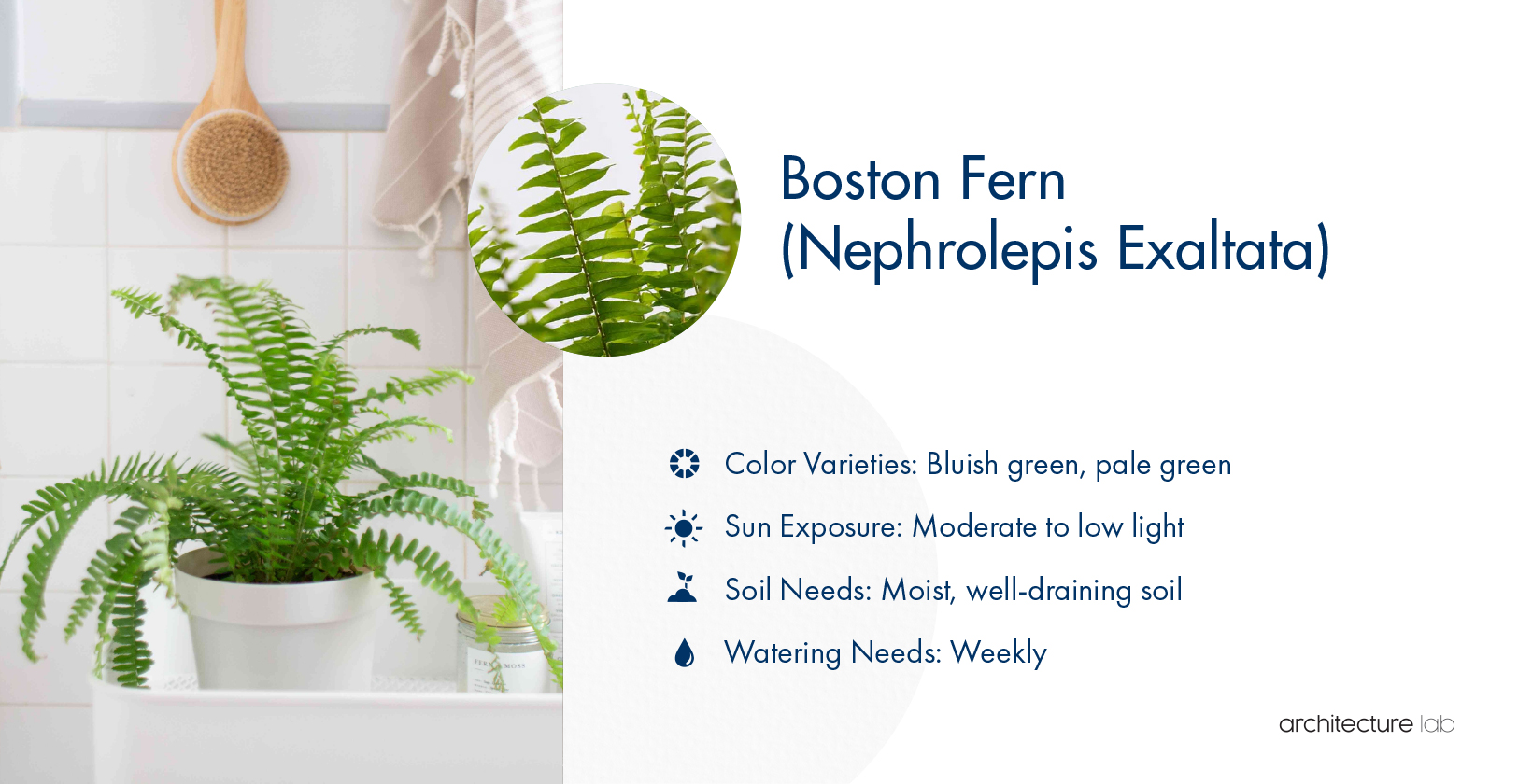 33 Best Bathroom Plants For Low Light And High Humidity 17. Boston fern (nephrolepis exaltata)