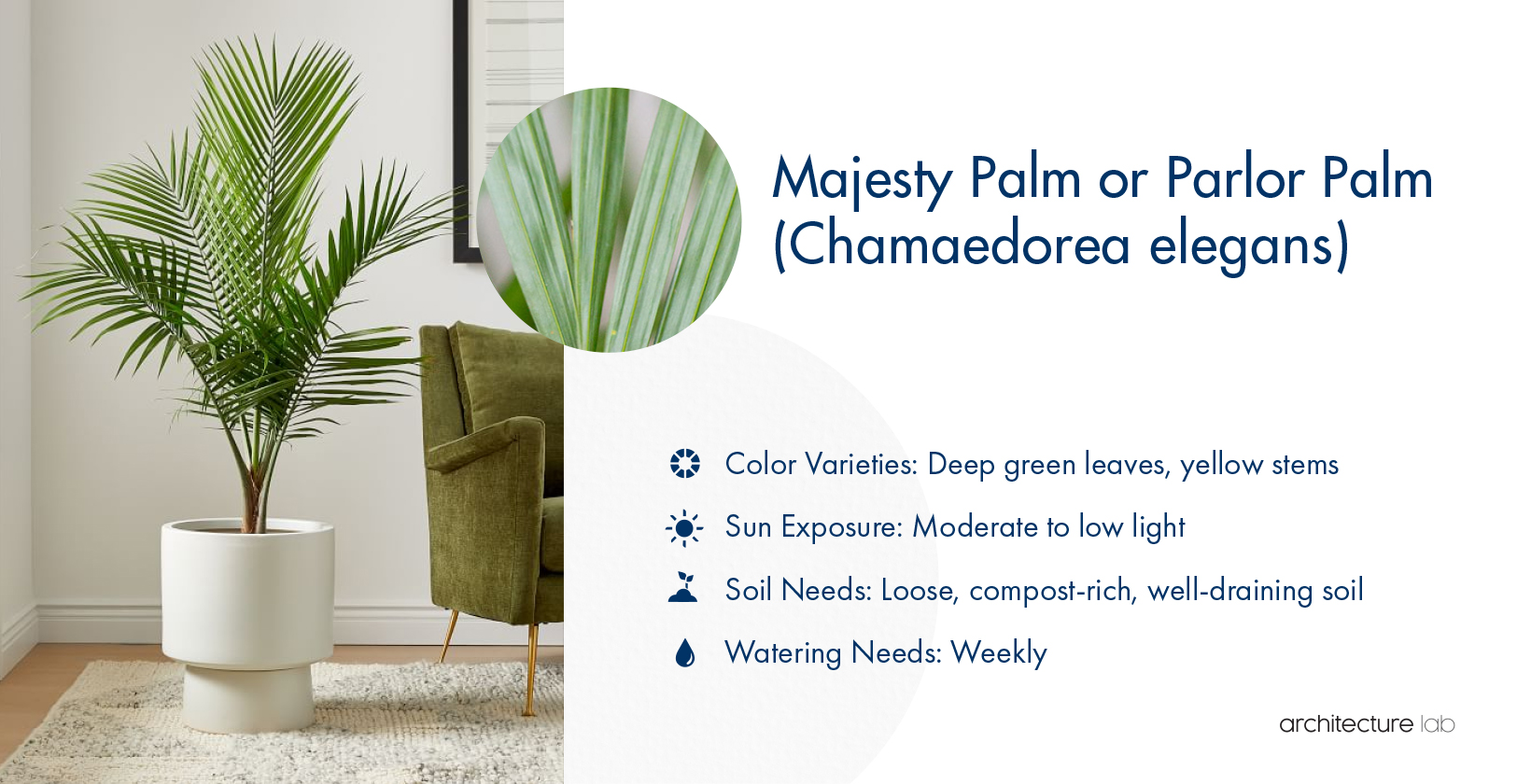 18. Majesty palm or parlor palm (chamaedorea elegans)