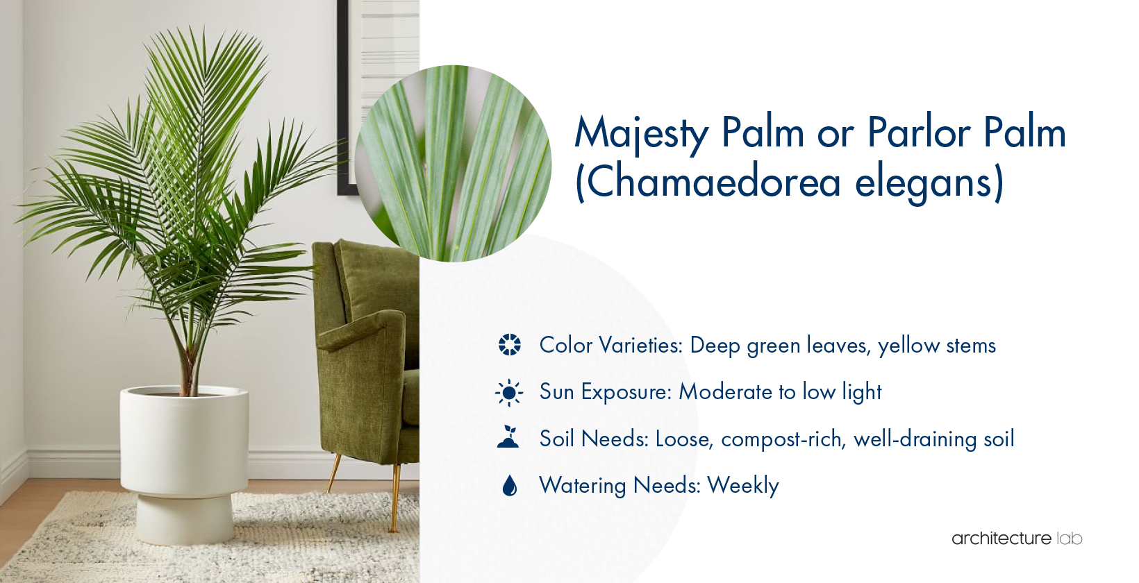 33 Best Bathroom Plants For Low Light And High Humidity 18. Majesty palm or parlor palm (chamaedorea elegans)