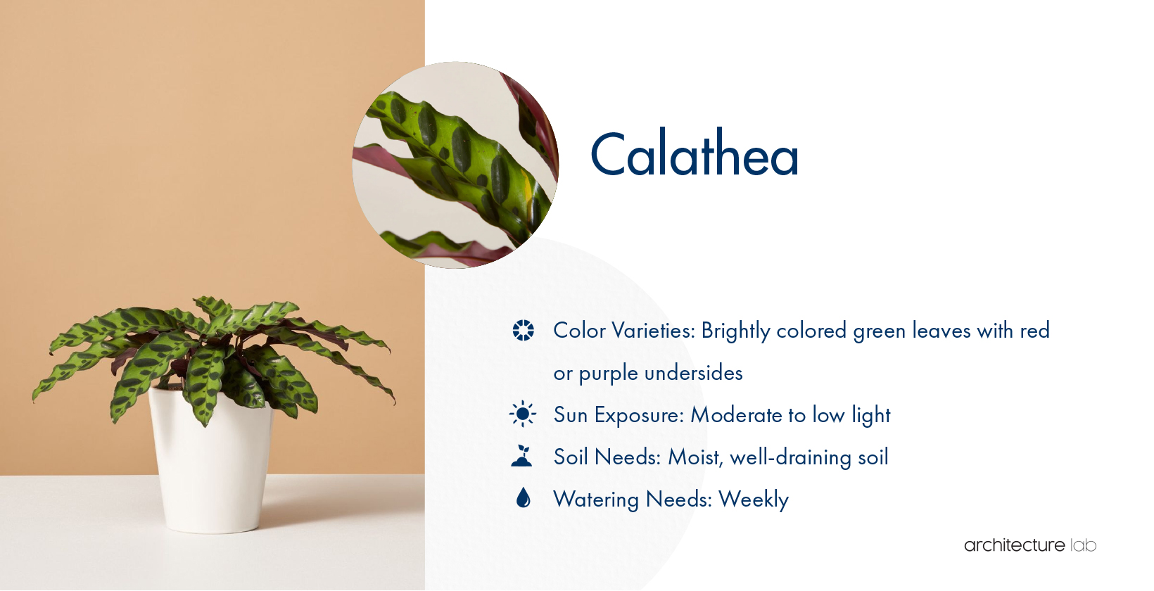 33 Best Bathroom Plants For Low Light And High Humidity 19. Calathea