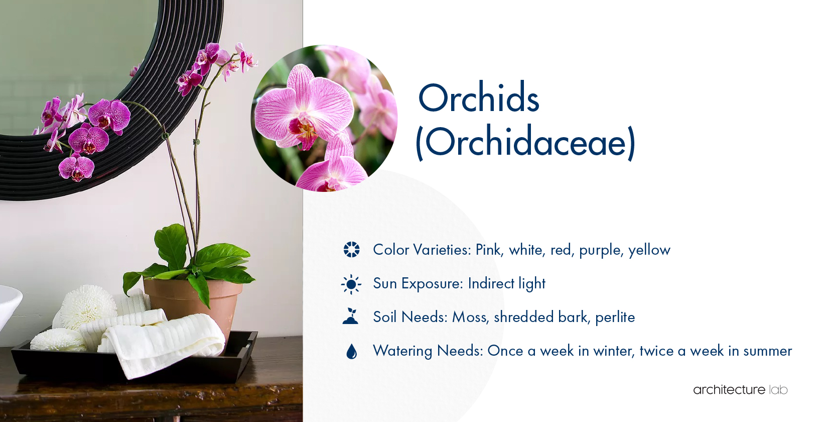 33 Best Bathroom Plants For Low Light And High Humidity 2. Orchids (orchidaceae)