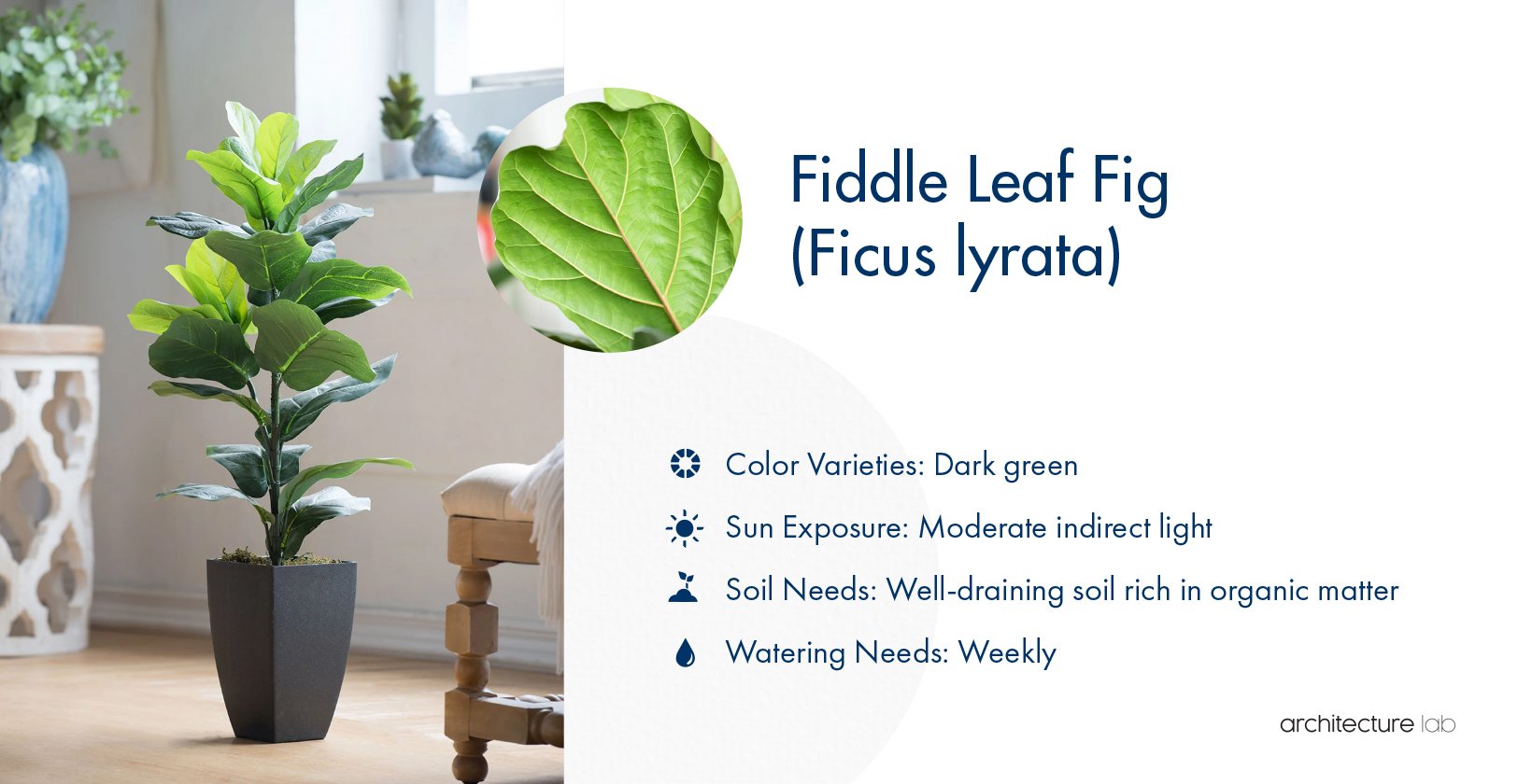 20. Fiddle leaf fig (ficus lyrata)