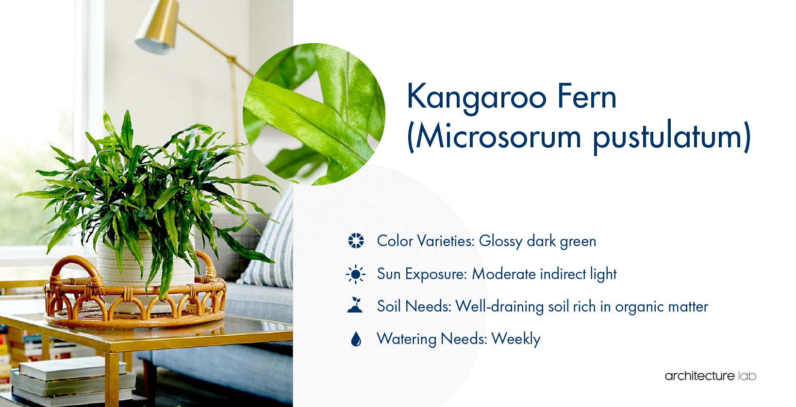 33 Best Bathroom Plants For Low Light And High Humidity 21. Kangaroo fern (microsorum pustulatum)