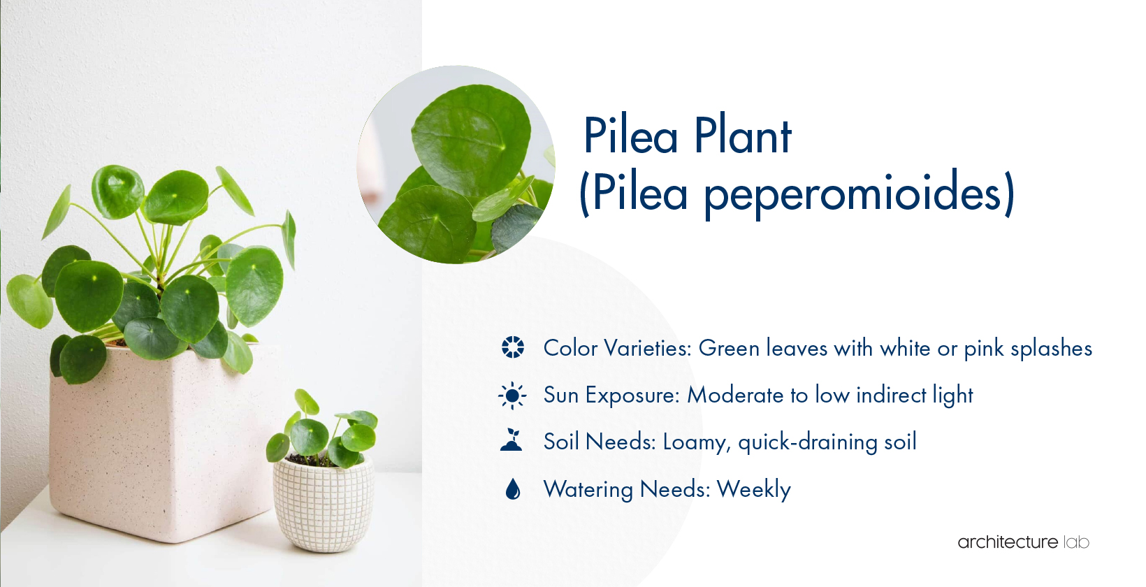 22. Pilea plant (pilea peperomioides)