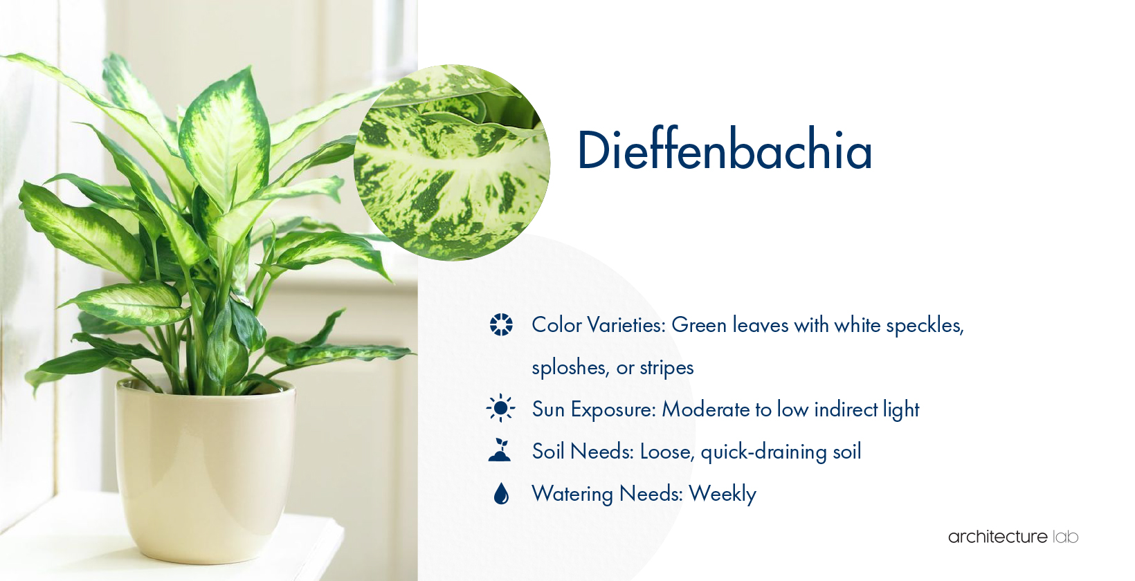 33 Best Bathroom Plants For Low Light And High Humidity 23. Dieffenbachia
