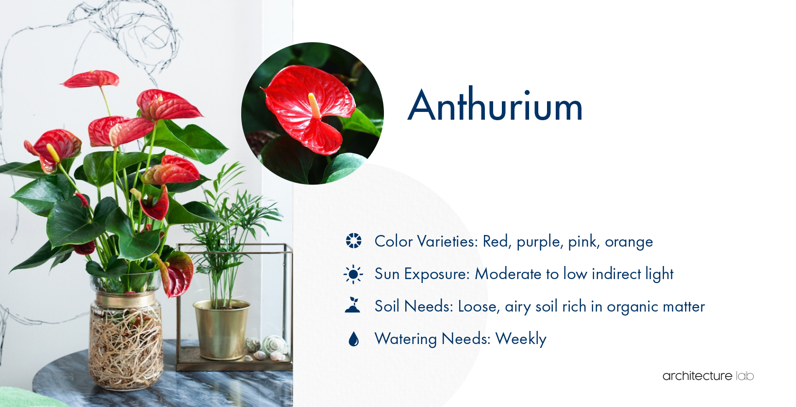 33 Best Bathroom Plants For Low Light And High Humidity 24. Anthurium