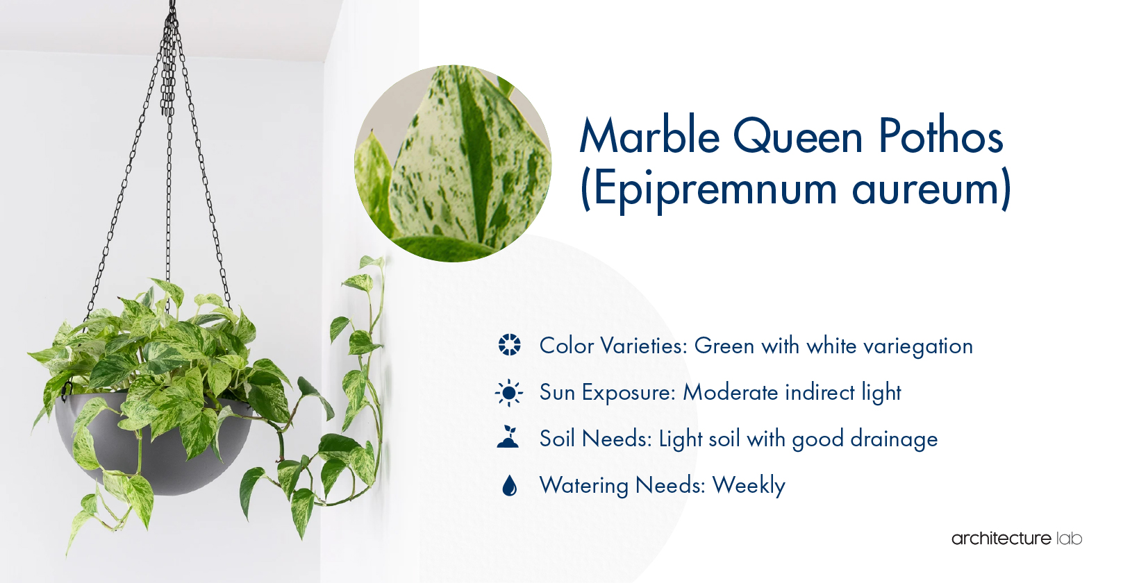 25. Marble queen pothos (epipremnum aureum)