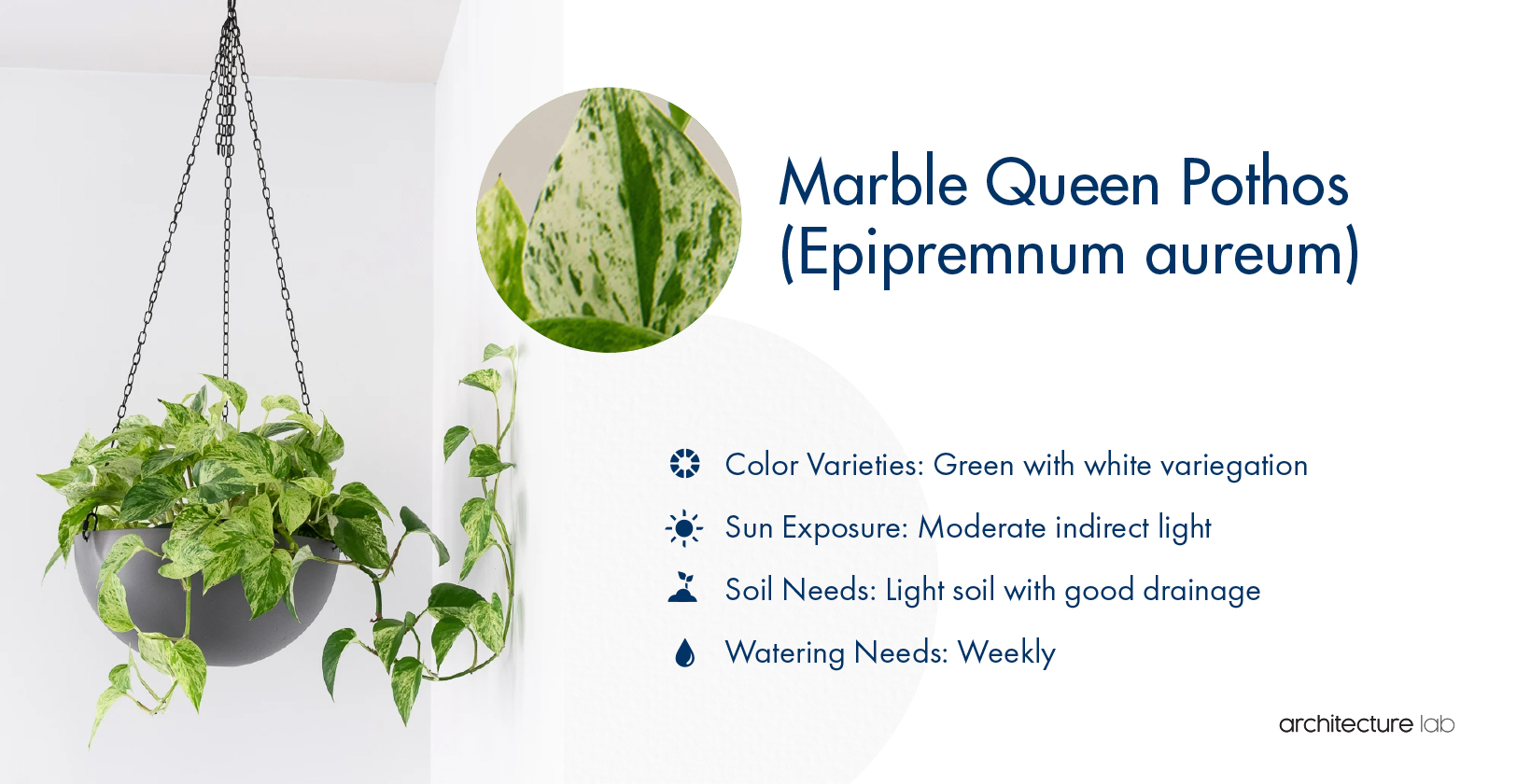 33 Best Bathroom Plants For Low Light And High Humidity 25. Marble queen pothos (epipremnum aureum)