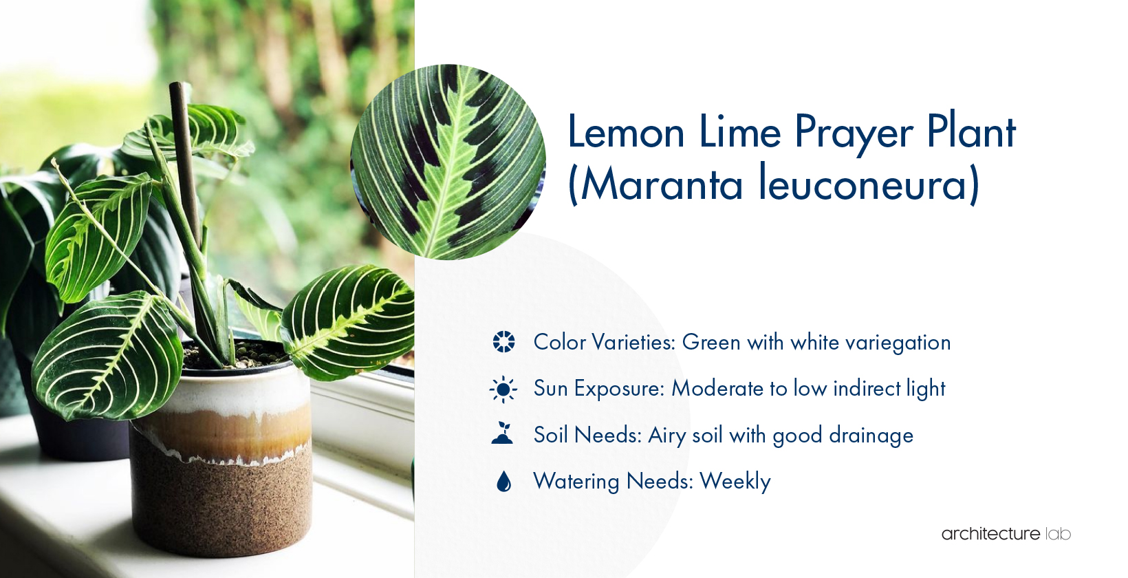 26. Lemon lime prayer plant (maranta leuconeura)
