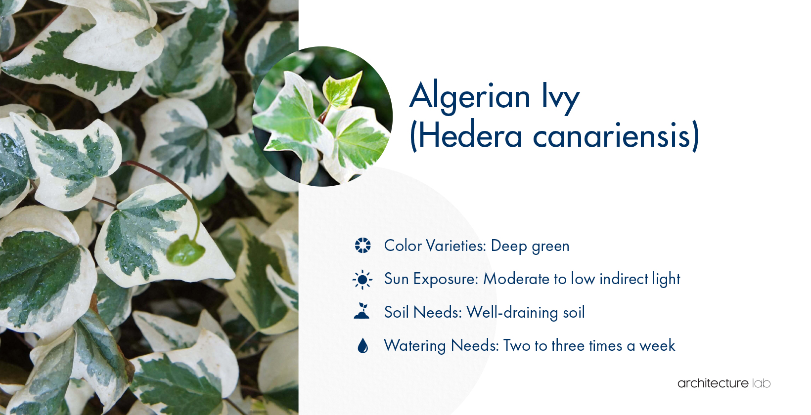 33 Best Bathroom Plants For Low Light And High Humidity 27. Algerian ivy (hedera canariensis)