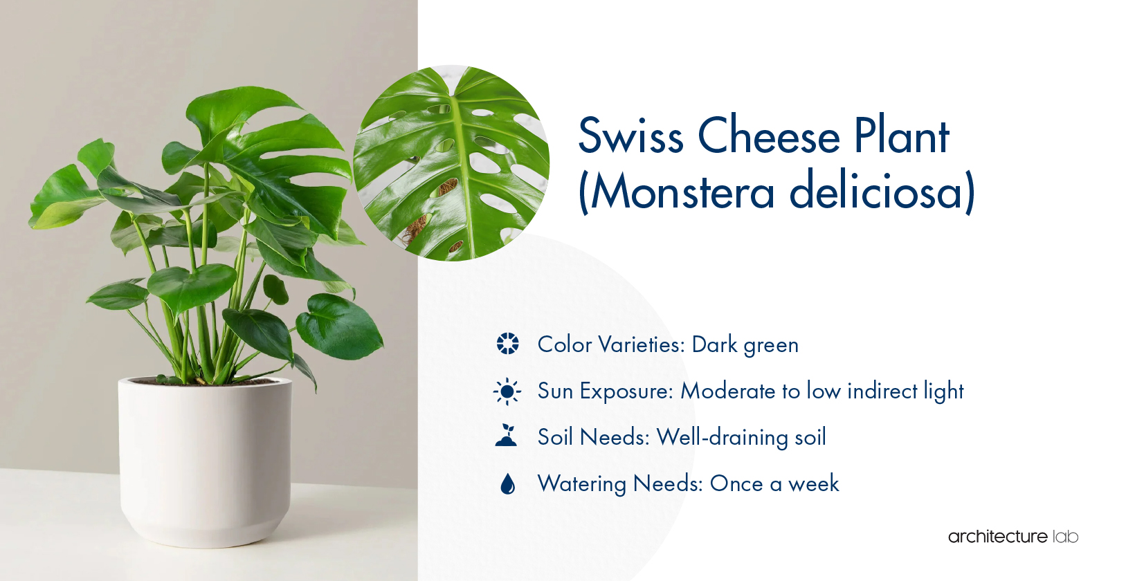28. Swiss cheese plant (monstera deliciosa)