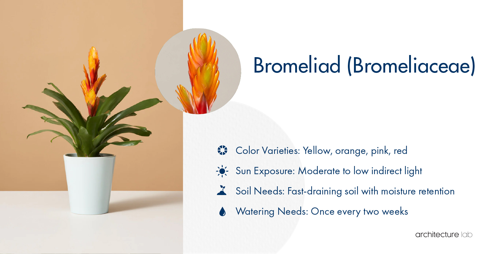 33 Best Bathroom Plants For Low Light And High Humidity 29. Bromeliad (bromeliaceae)