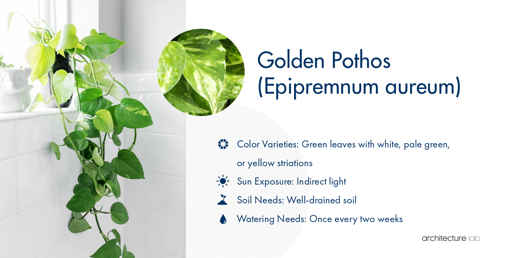 3. Golden pothos (epipremnum aureum)