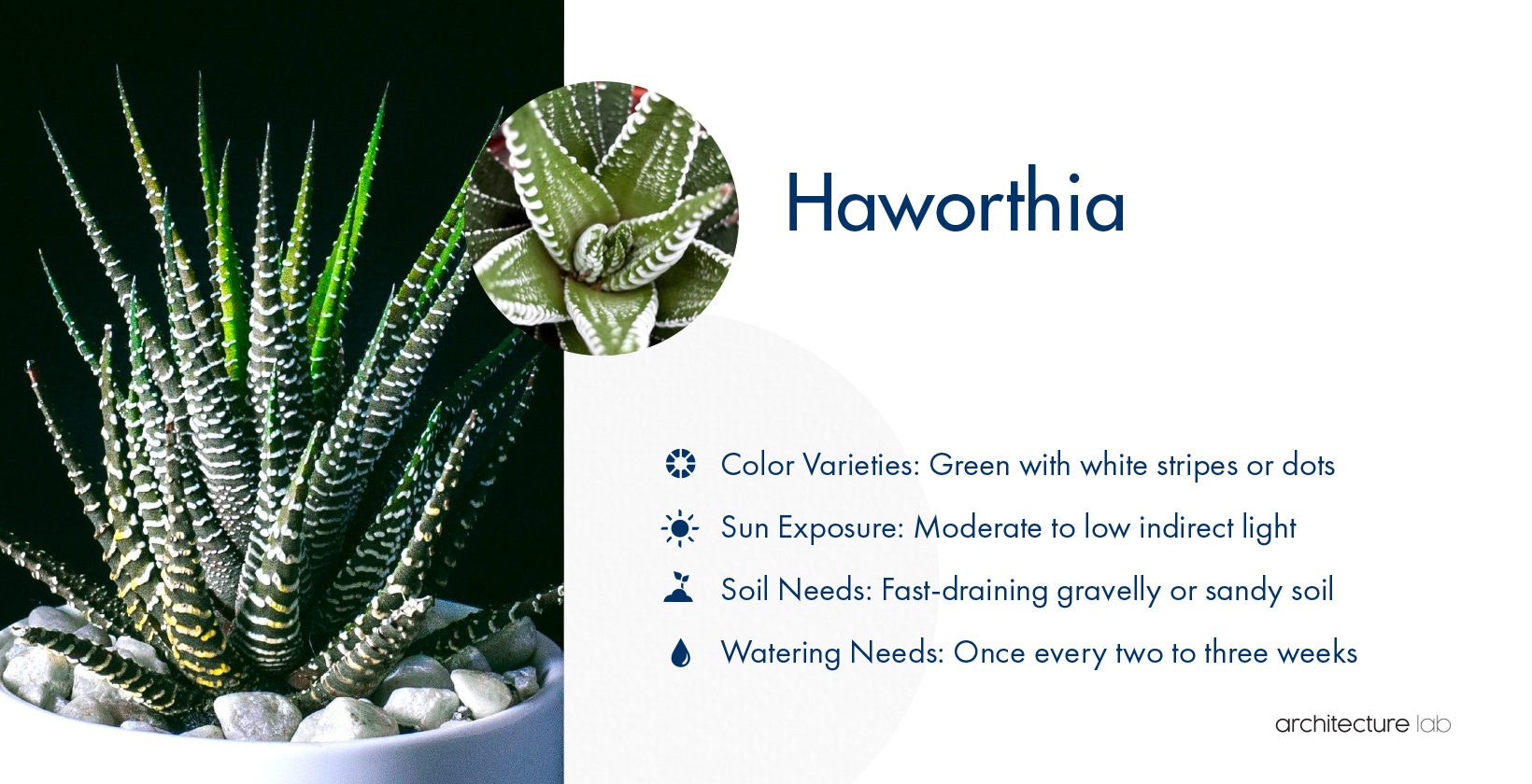 33 Best Bathroom Plants For Low Light And High Humidity 30. Haworthia