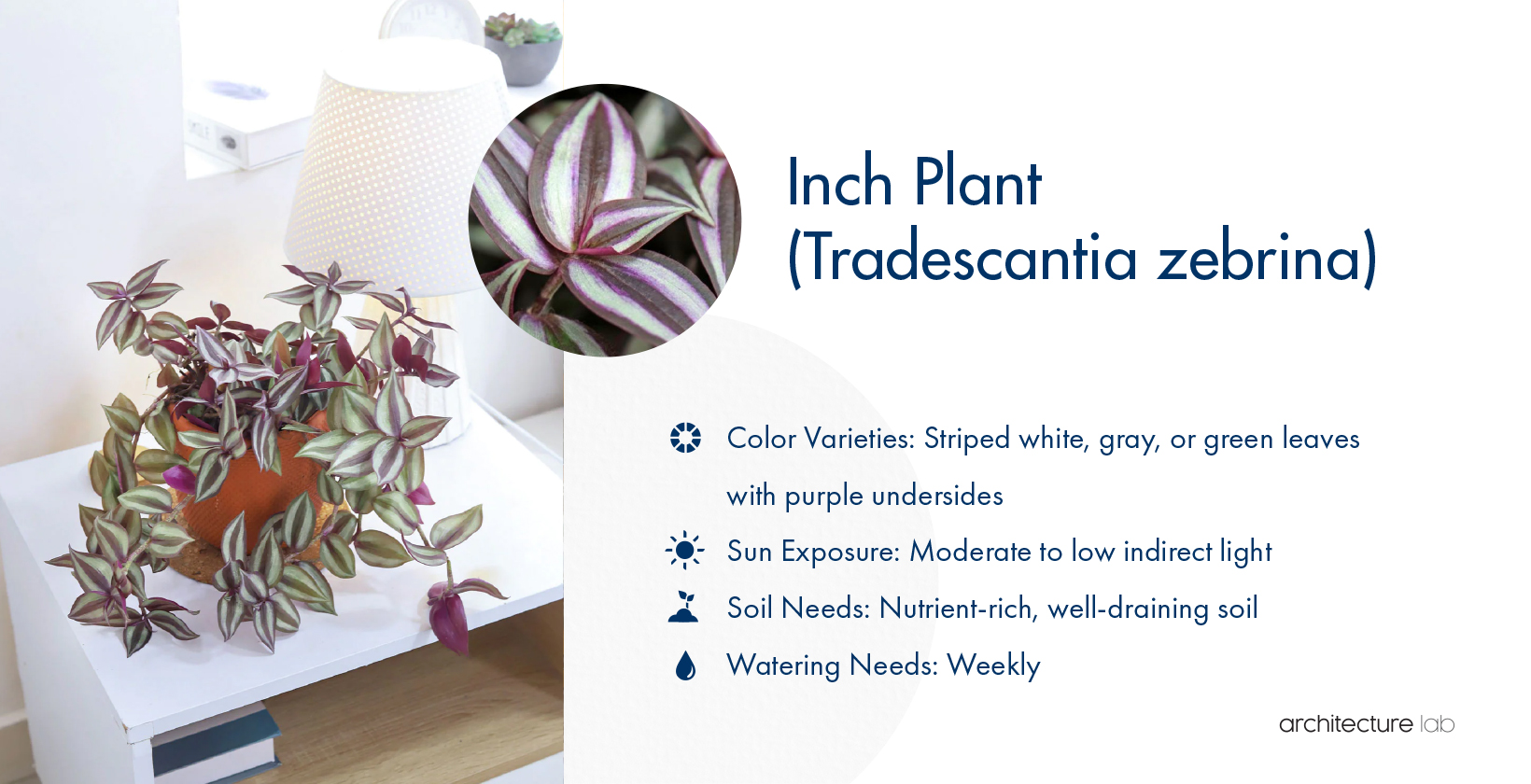 33 Best Bathroom Plants For Low Light And High Humidity 31. Inch plant (tradescantia zebrina)