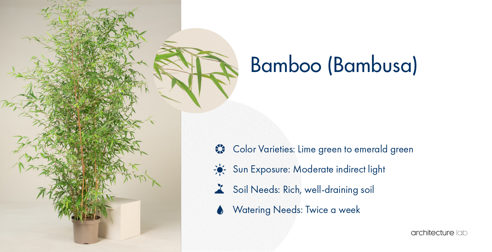 33 Best Bathroom Plants For Low Light And High Humidity 32. Bamboo (bambusa)