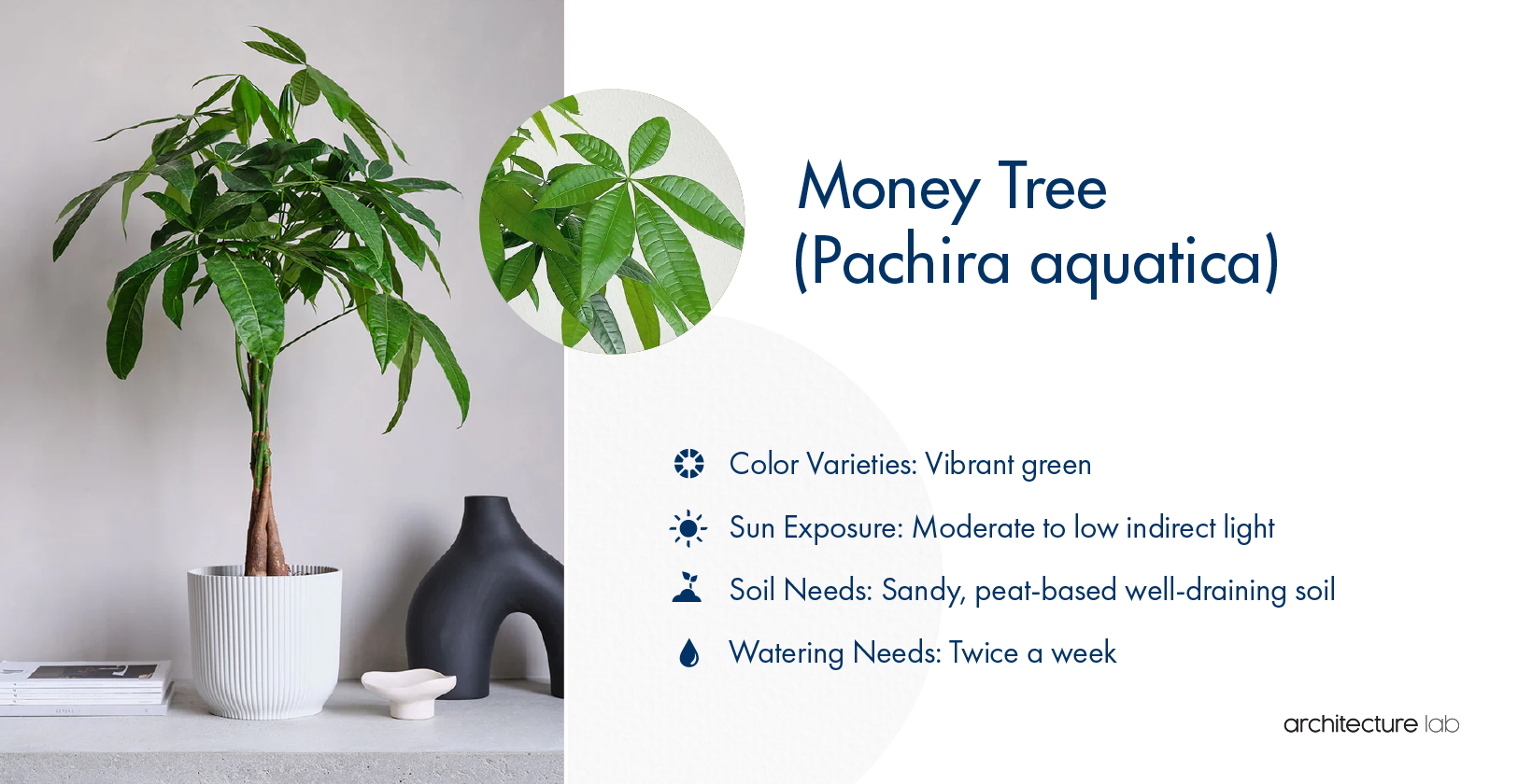 33. Money tree (pachira aquatica)