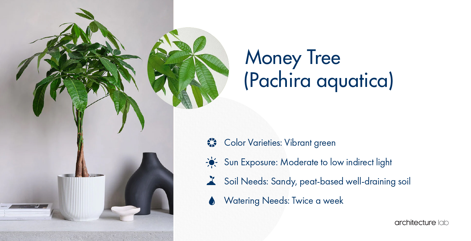 33 Best Bathroom Plants For Low Light And High Humidity 33. Money tree (pachira aquatica)
